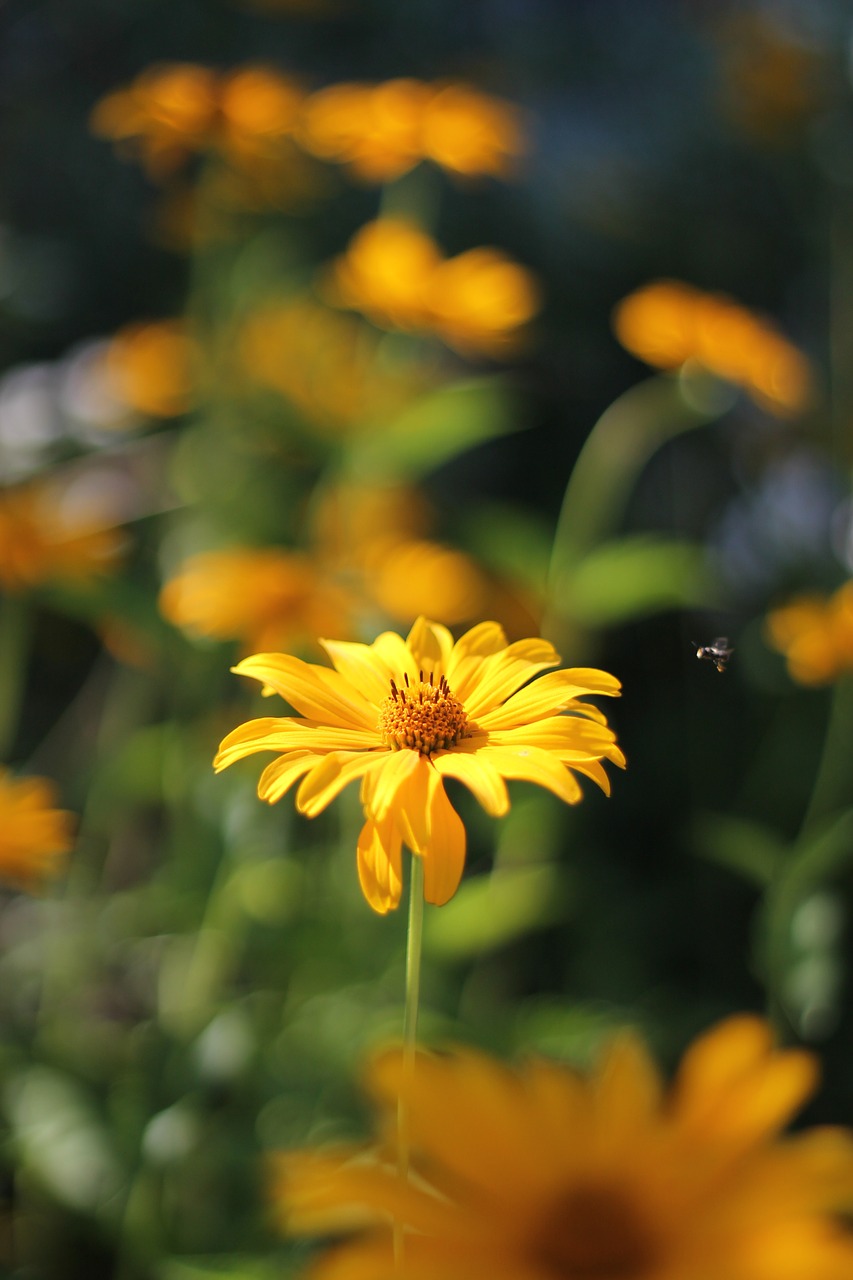 flower yellow bee free photo