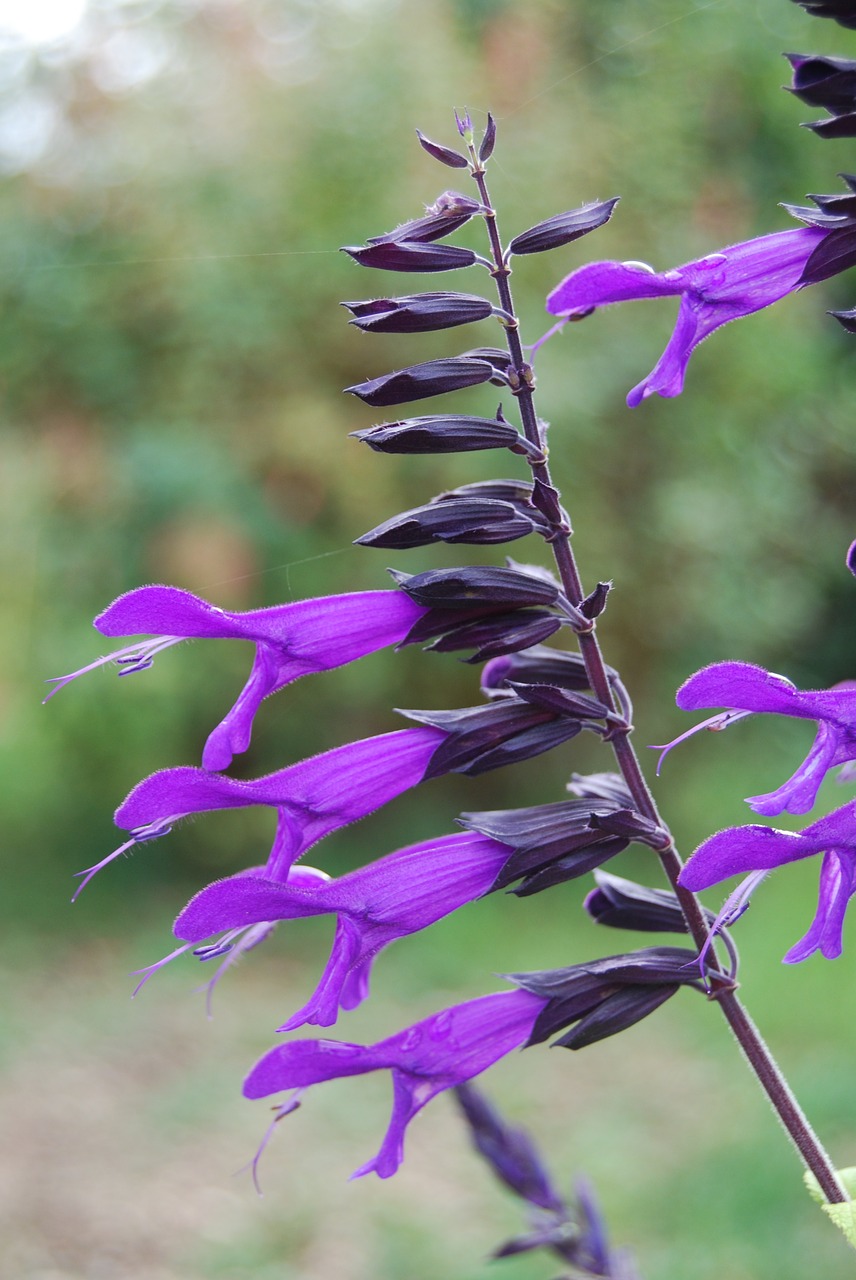 sage nature plant free photo