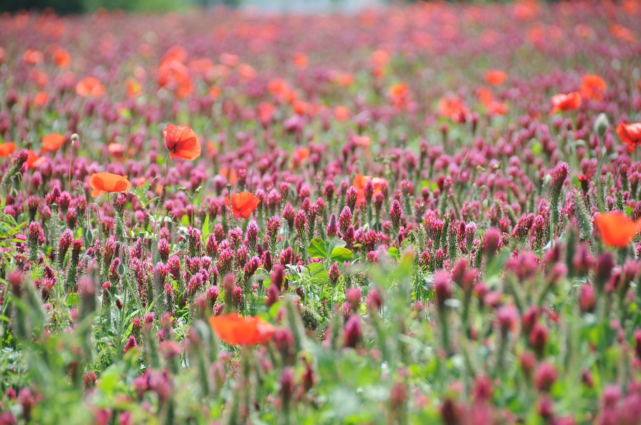 flower clover poppy free photo