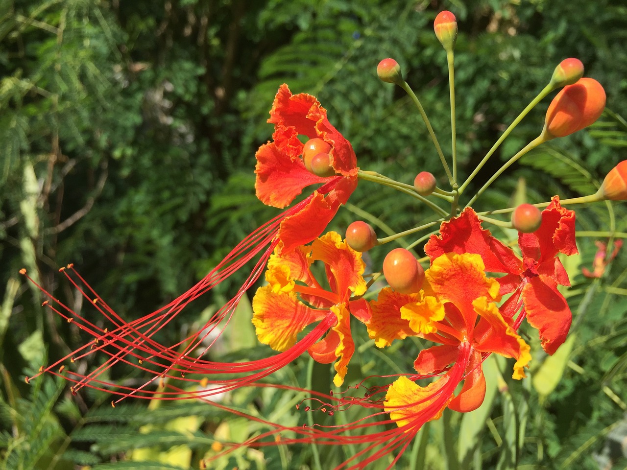 flower orange yellow free photo