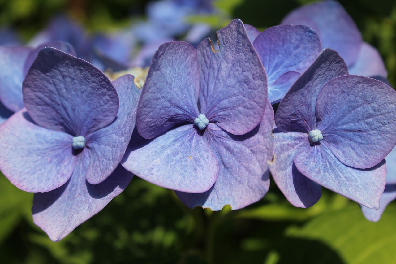 flower hortensia blue free photo