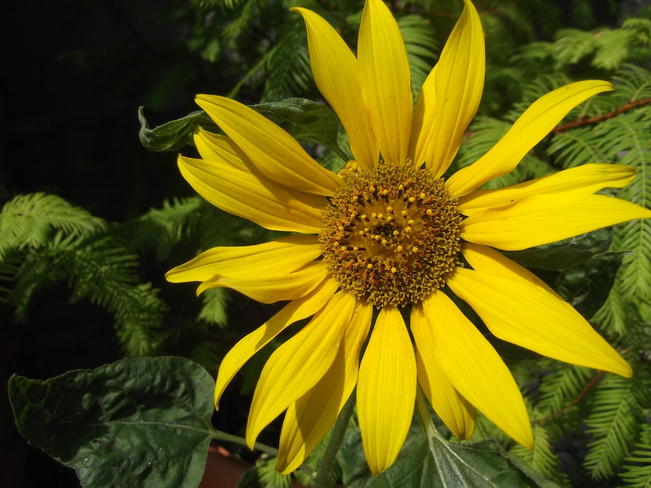 flower sun flower yellow free photo