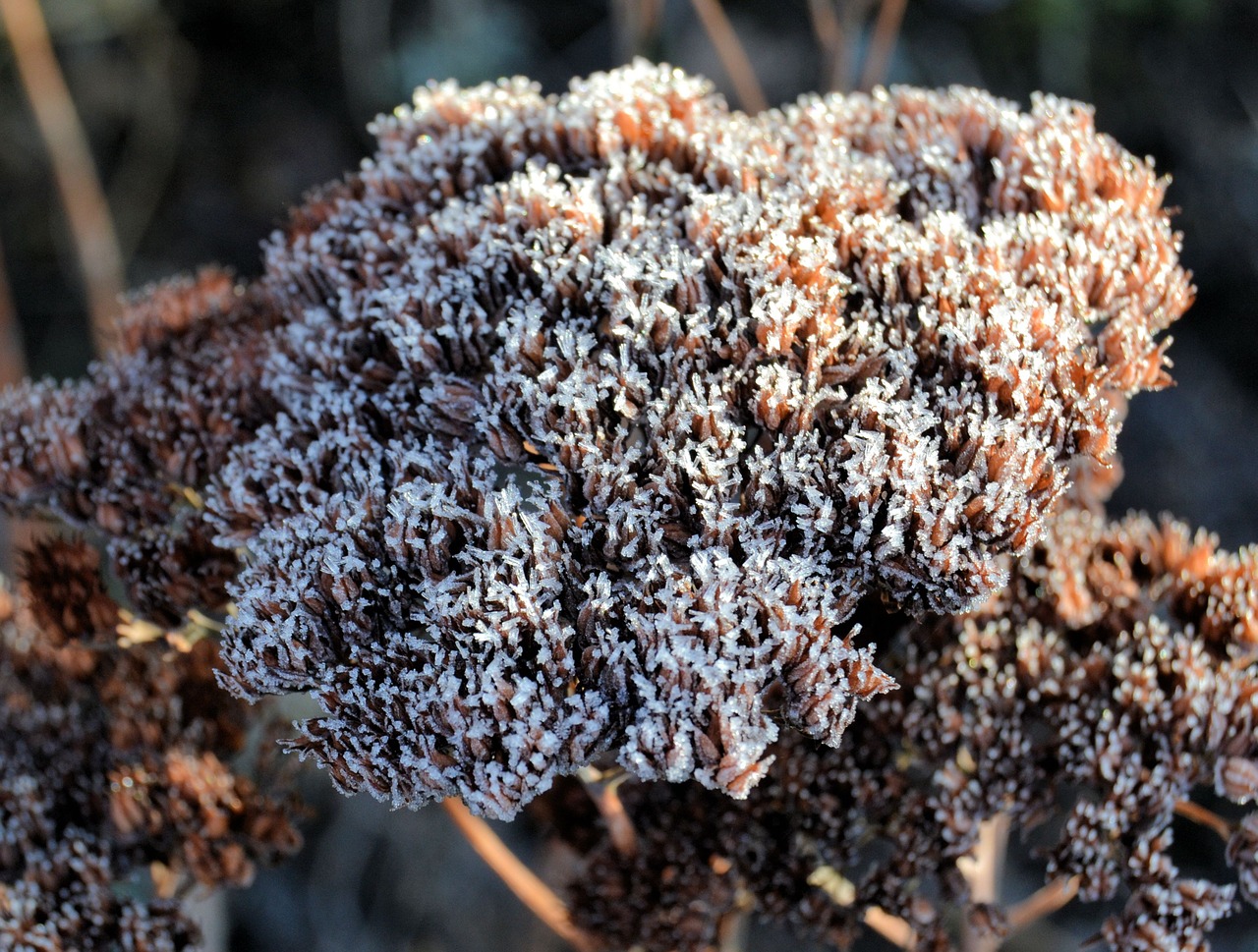 flower fat hen hoarfrost free photo