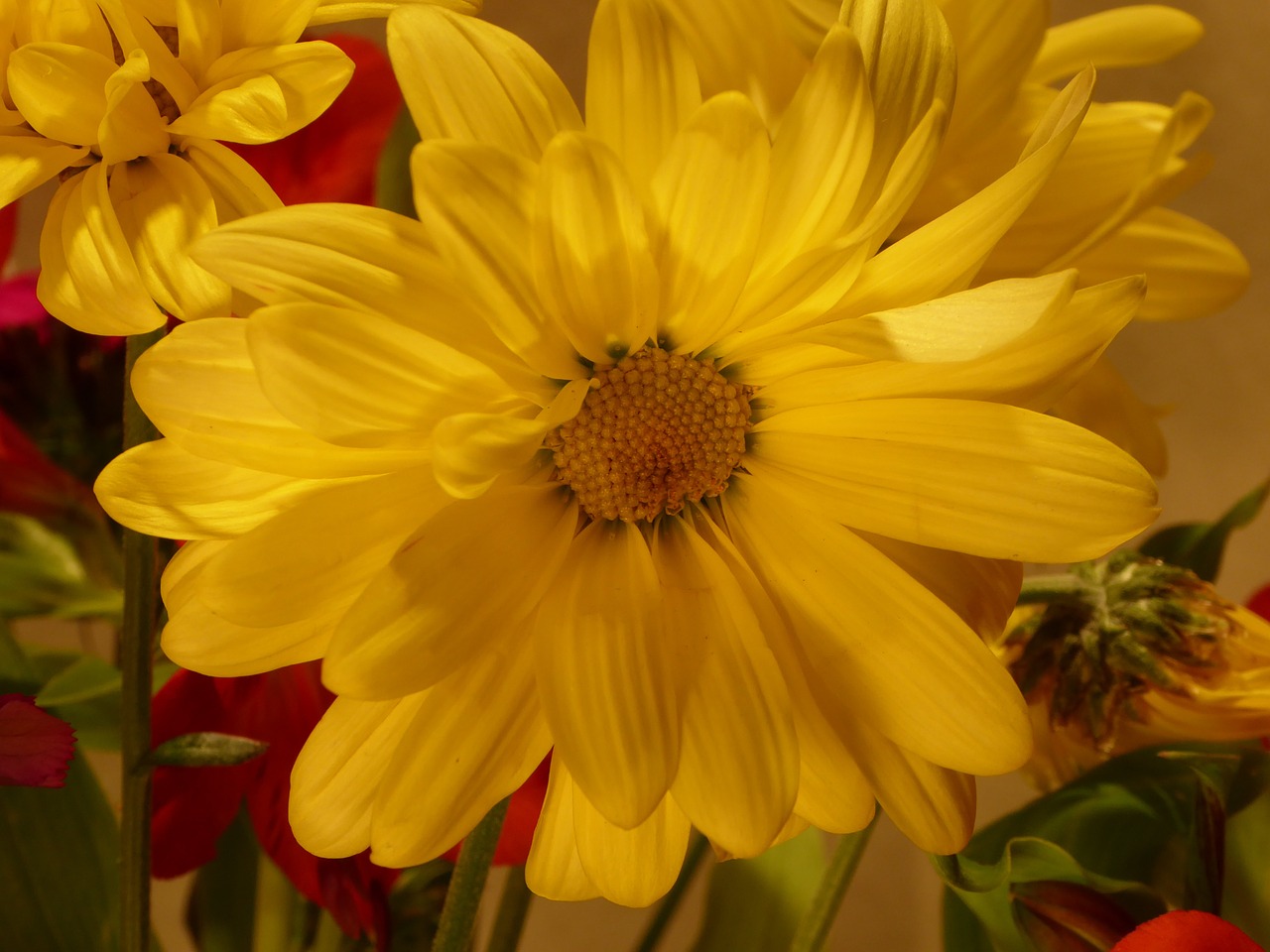 flower yellow chrysanthemum free photo