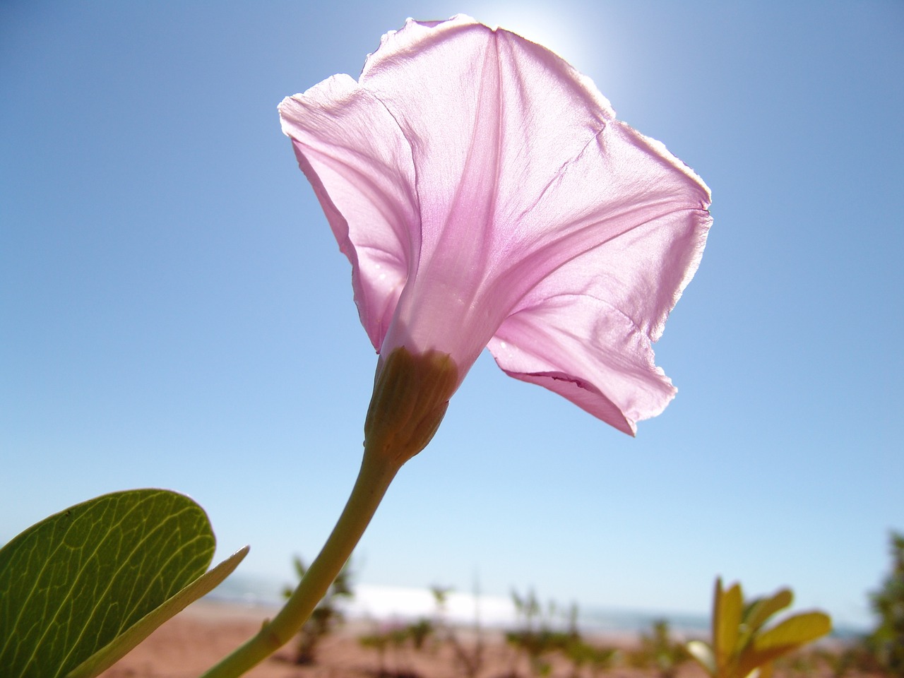 flower pink blue sky free photo