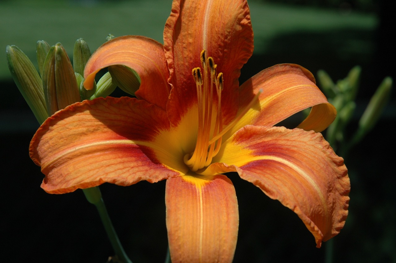 flower plant spring free photo