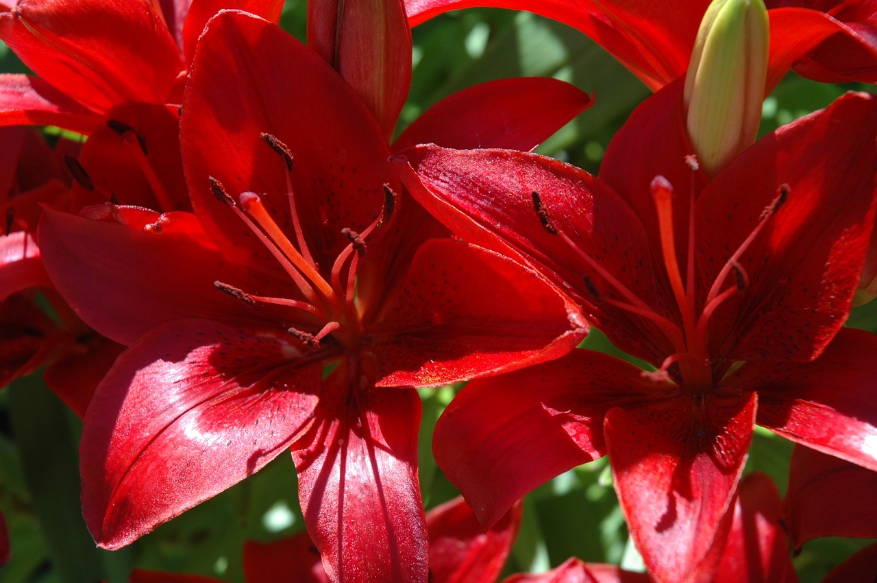 flower plant spring free photo