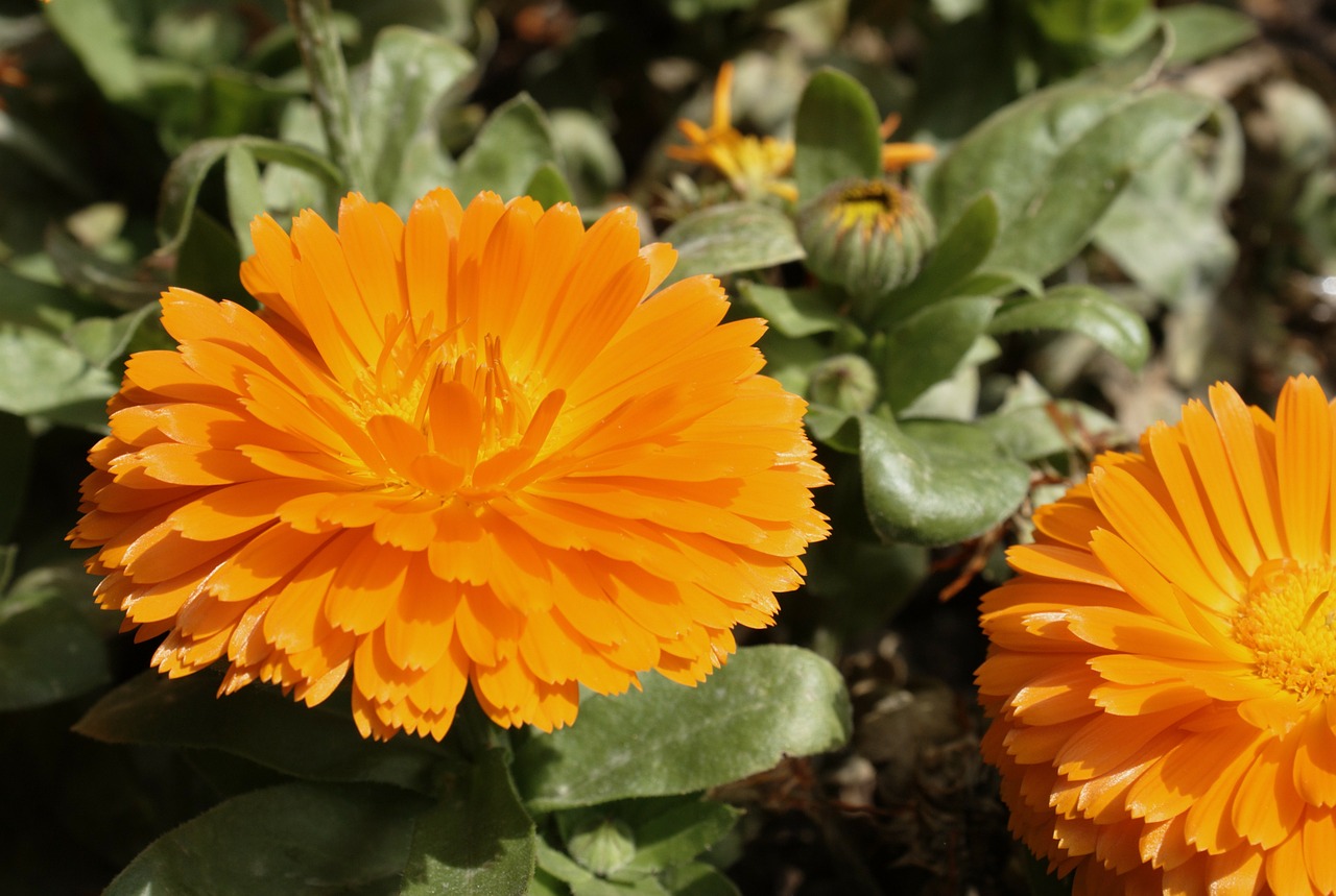 flower orange garden free photo