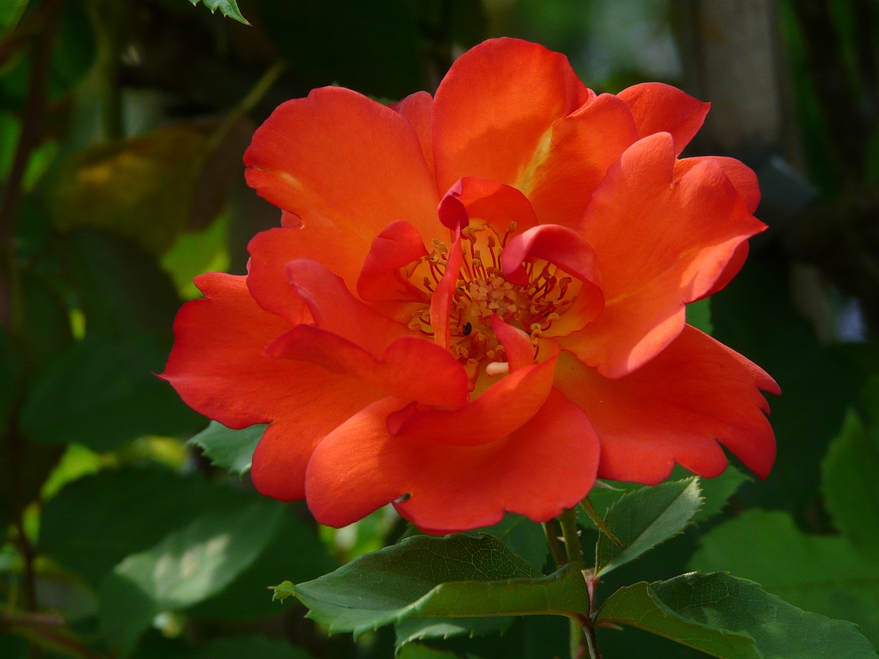 flower red blossom free photo