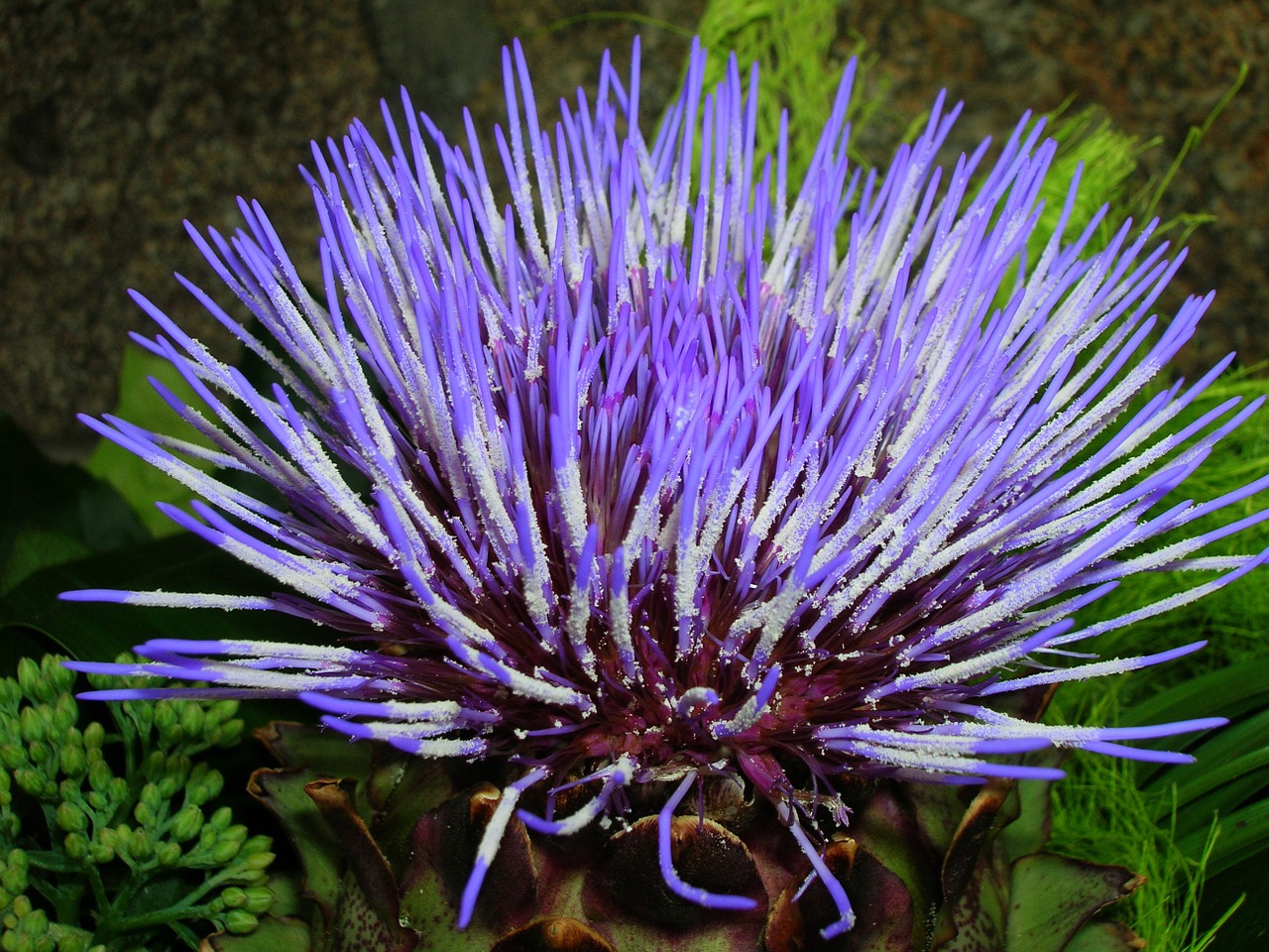 artichoke flower plant free photo