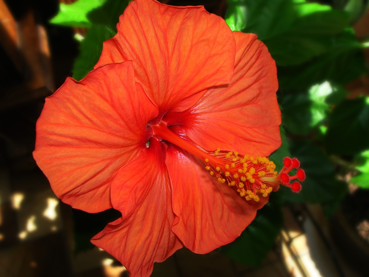 flower hibiscus botany free photo