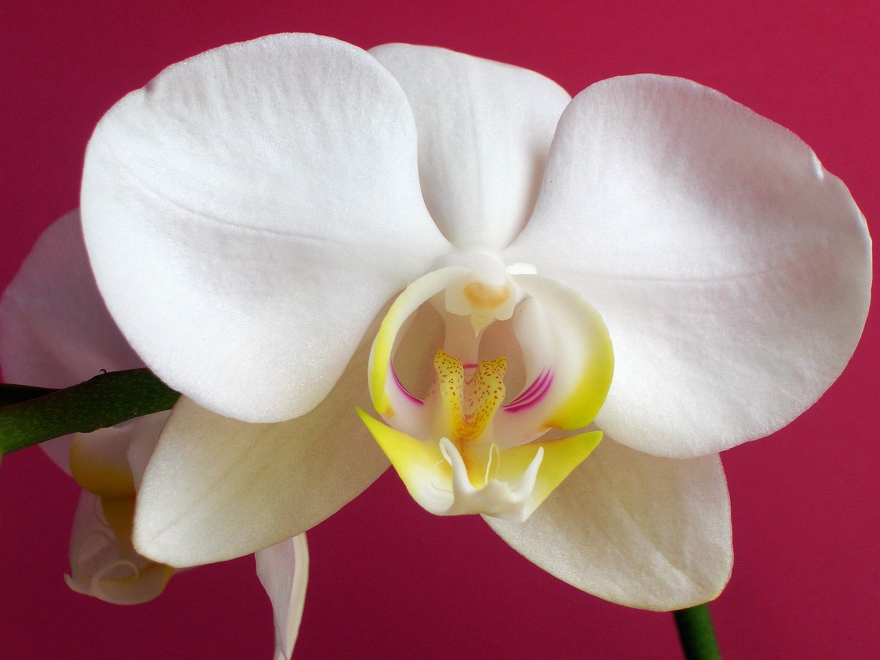 flower orchid white free photo