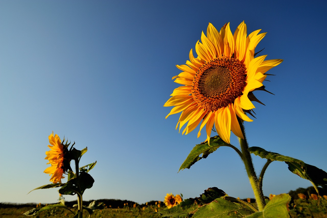 flower sunflower sky free photo