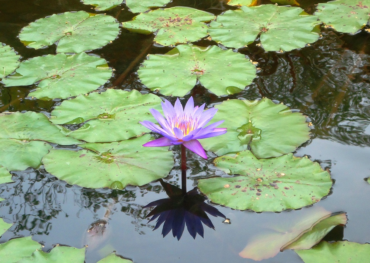 flower nature lake free photo