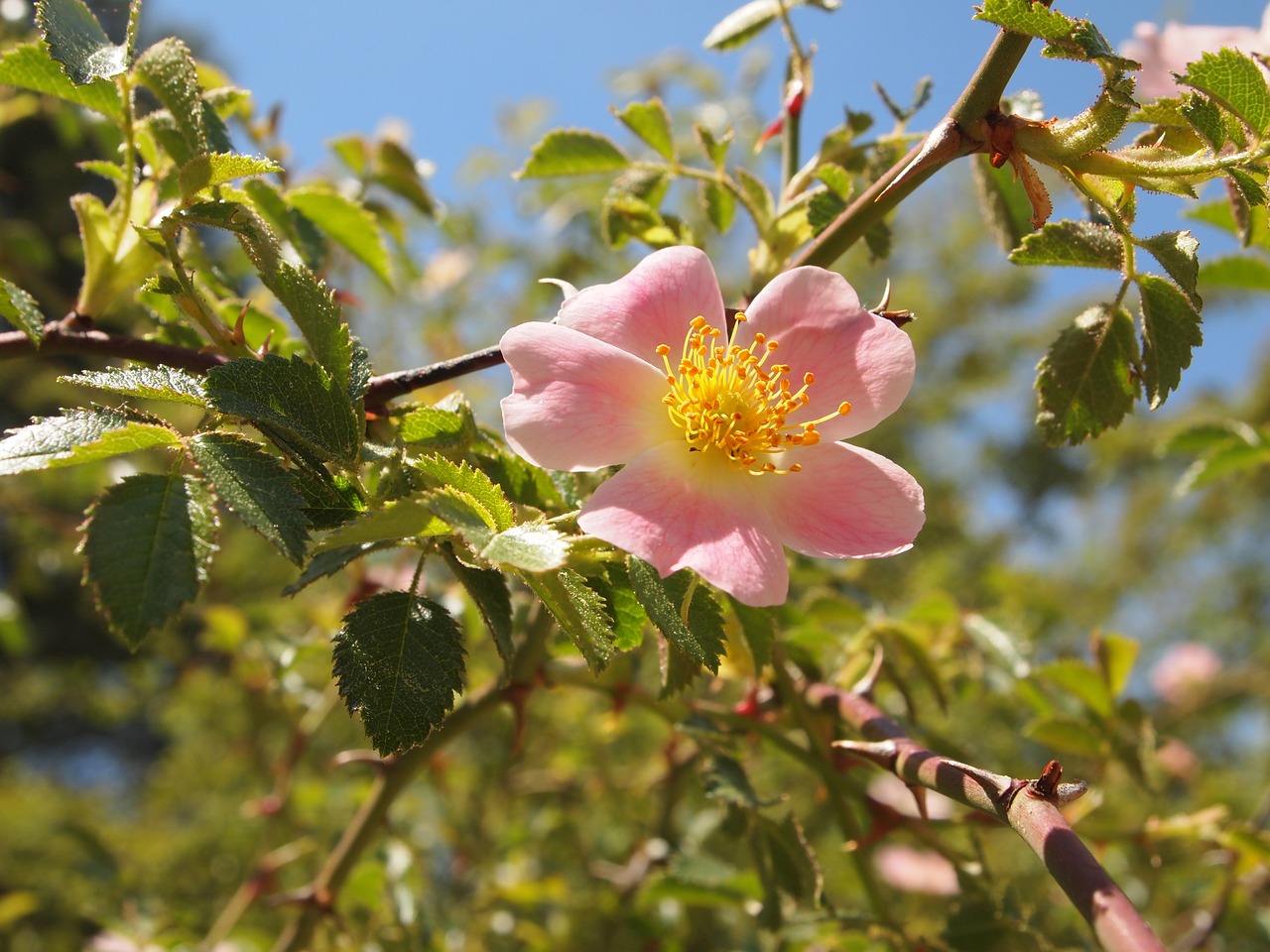 flower flowers nature free photo