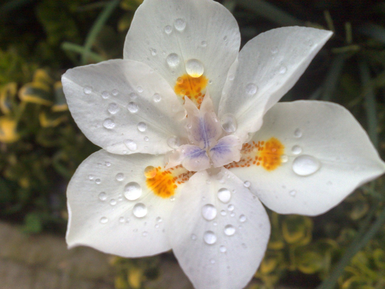 flower white flower garden free photo