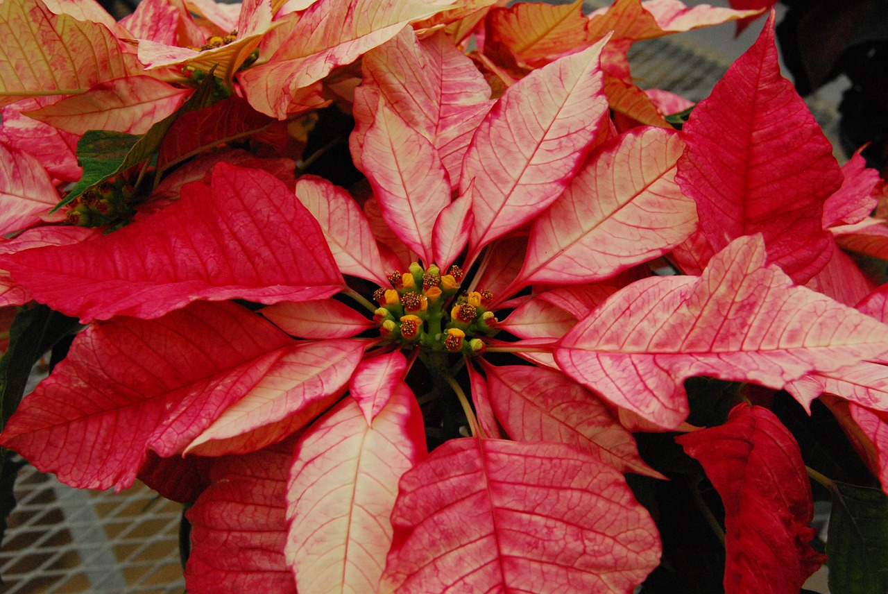 flower poinsettia floral free photo