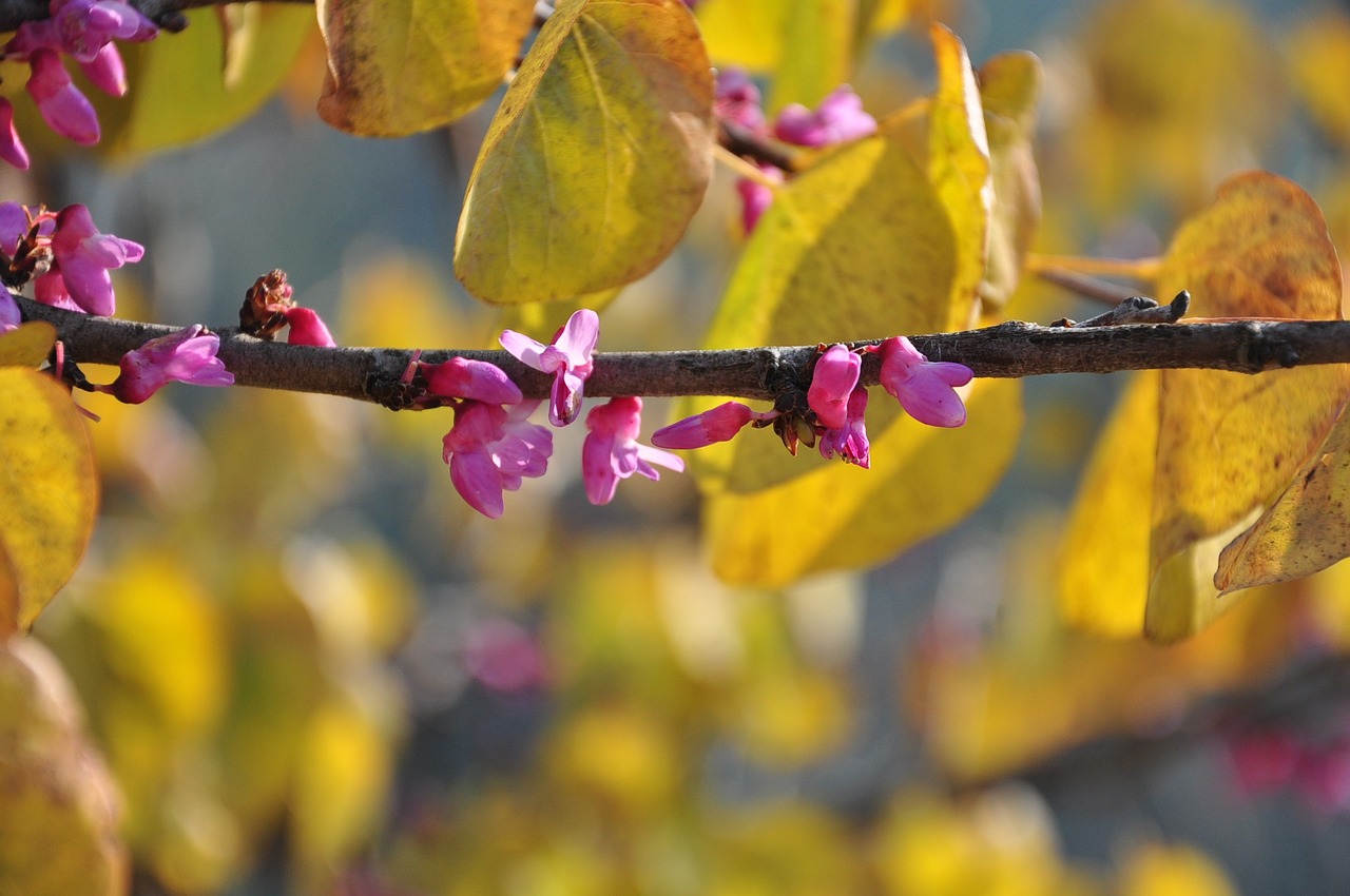 flower season pink free photo