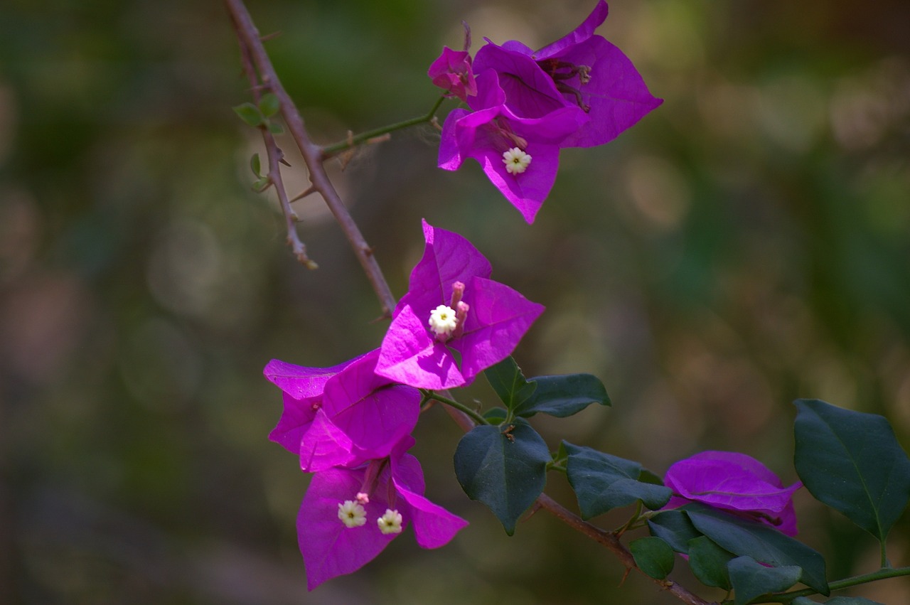 flower violet purple free photo