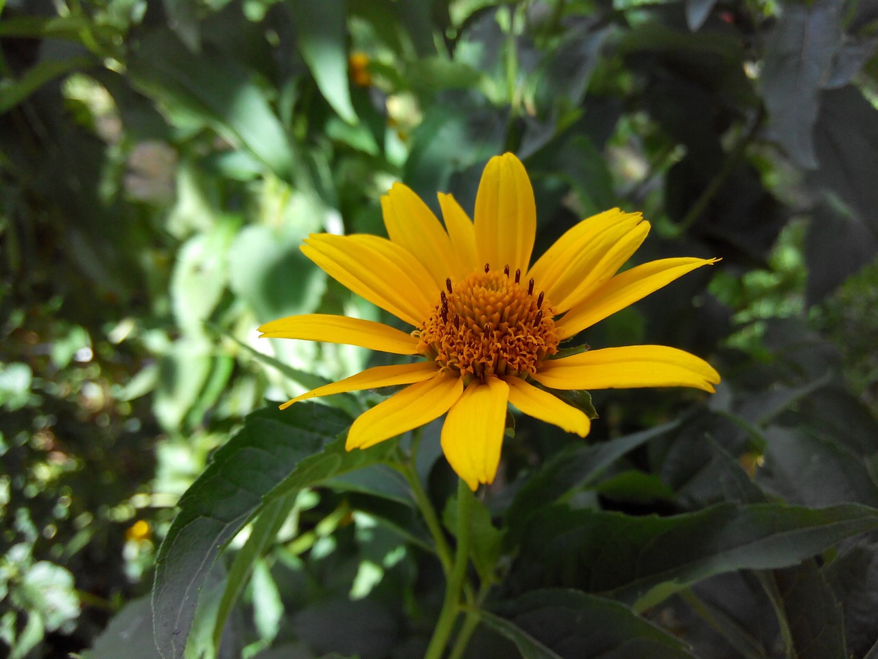 flower yellow greens free photo