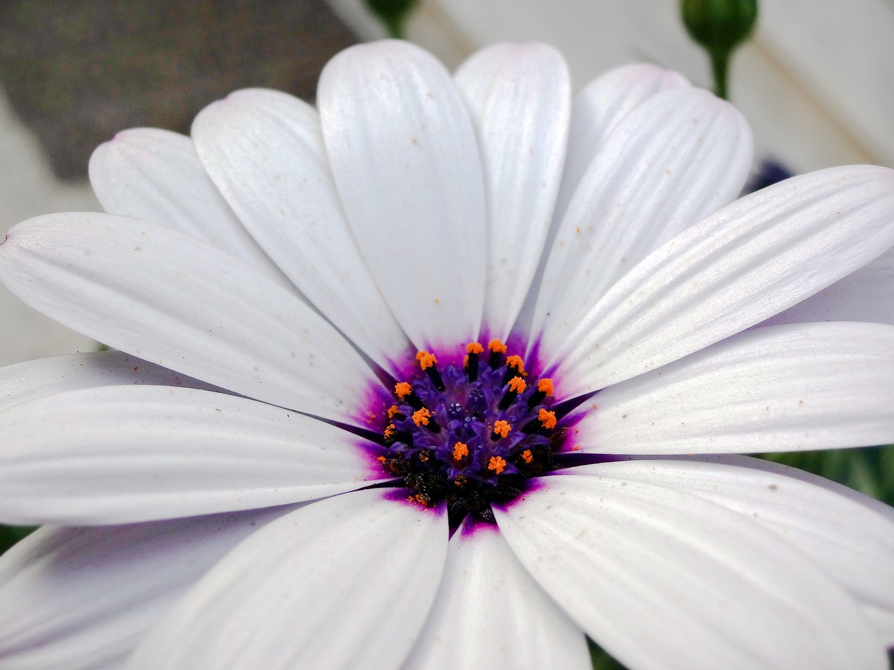 flower nature violet free photo