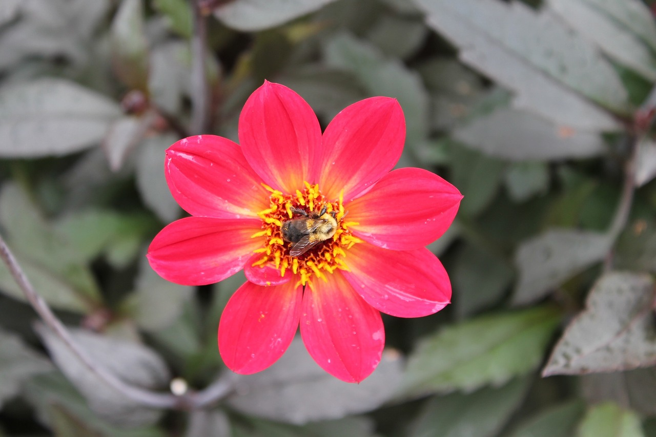 flower closeup bee free photo
