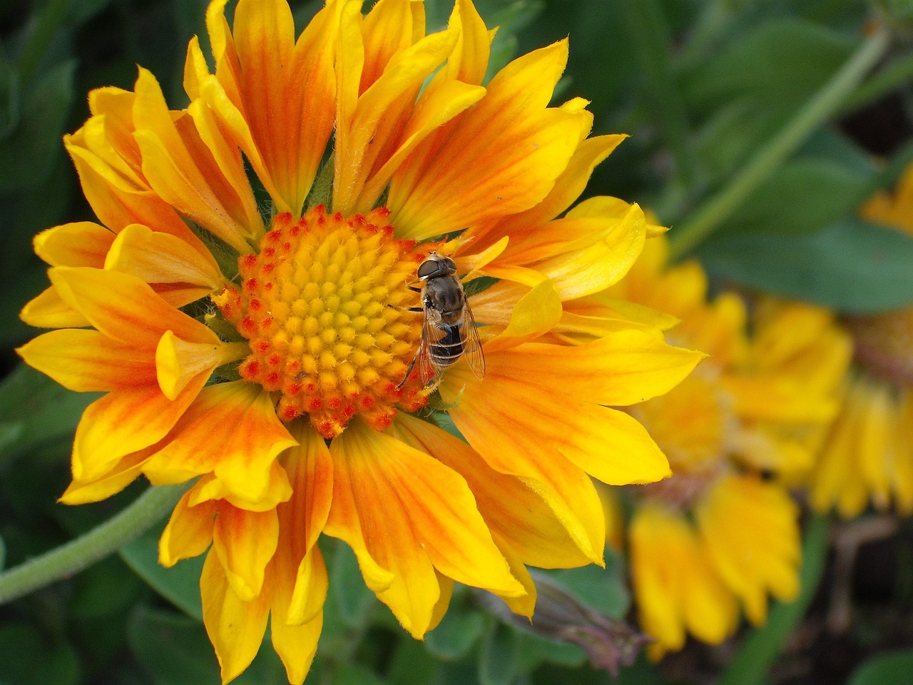 flower orange yellow free photo