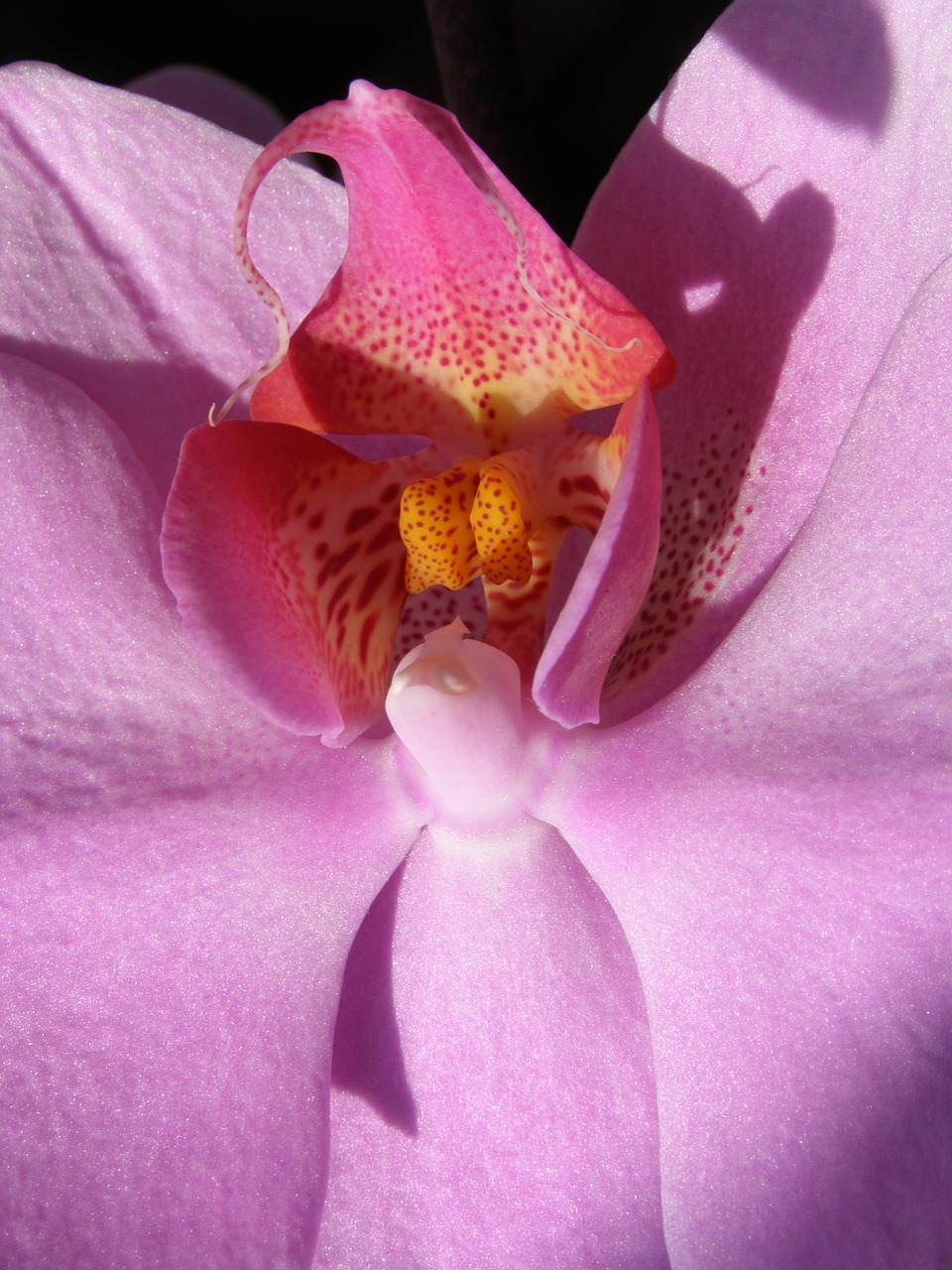 flower orchid flora free photo