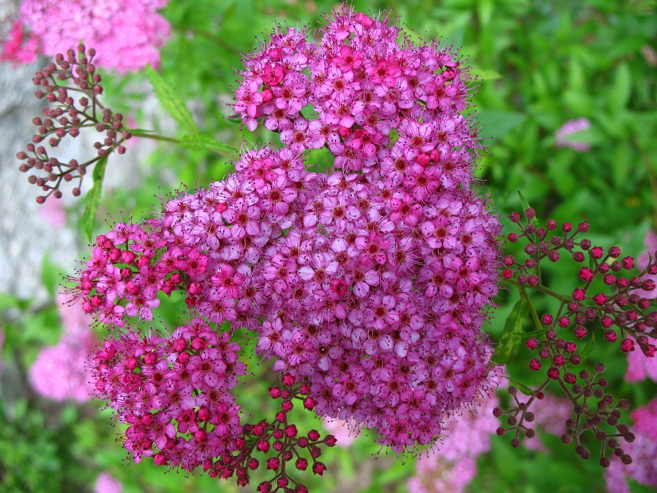flower pink spiraea free photo