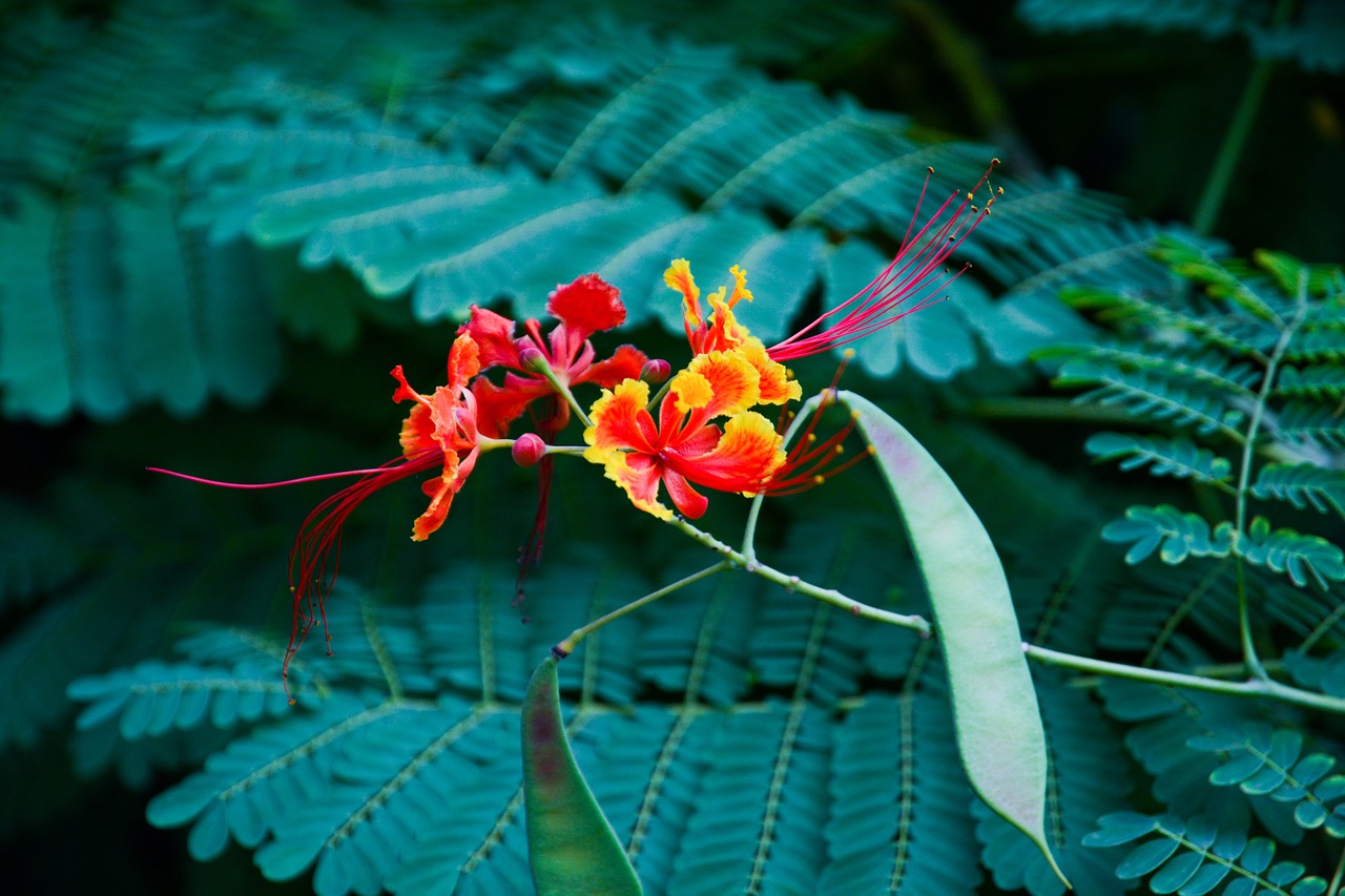 flower spring garden free photo