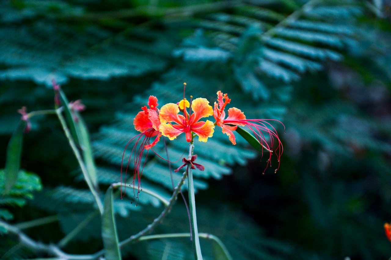 flower spring garden free photo