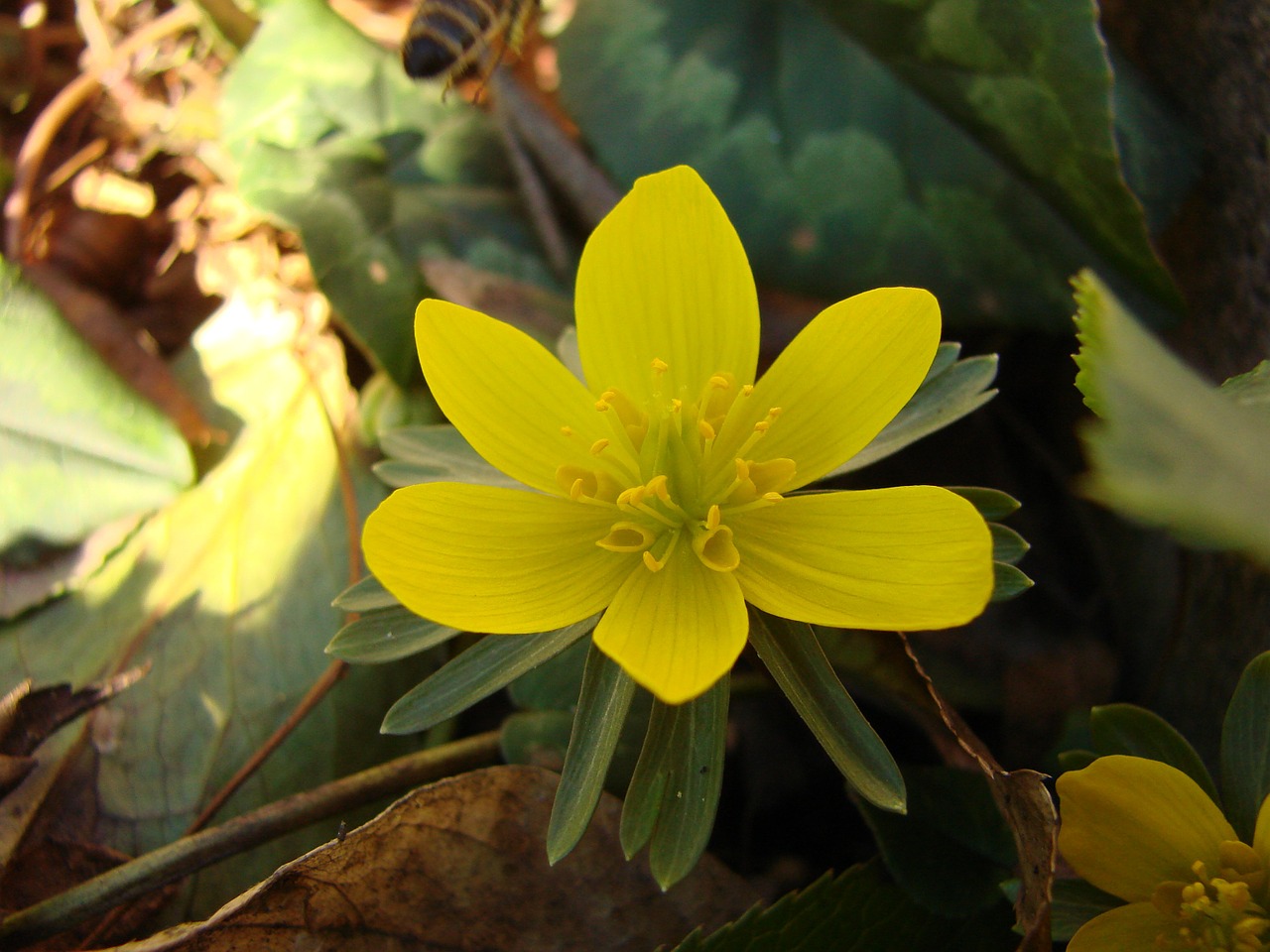 flower yellow yellow flower free photo