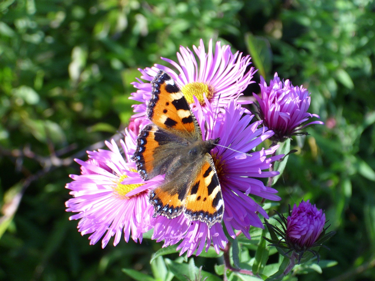 flower butterfly spring free photo