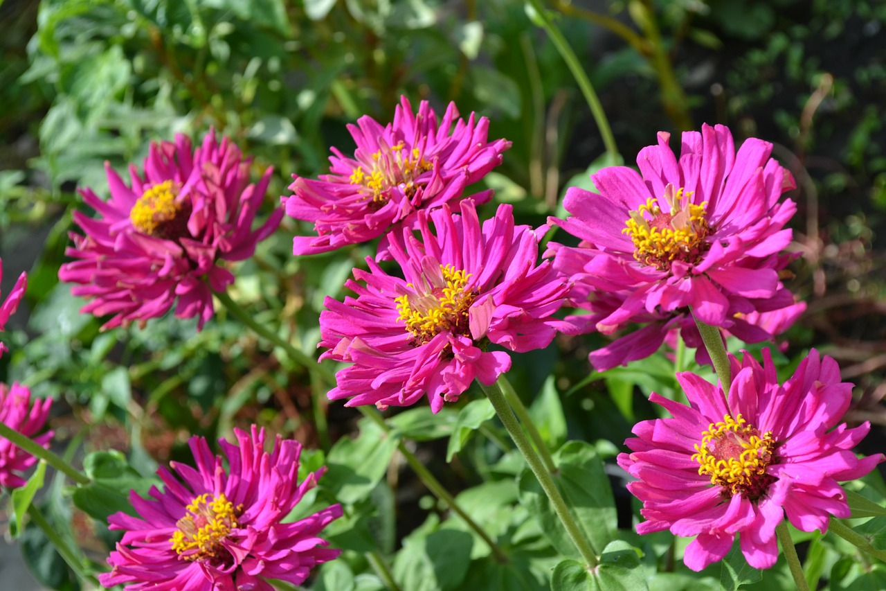 flower garden autumn free photo