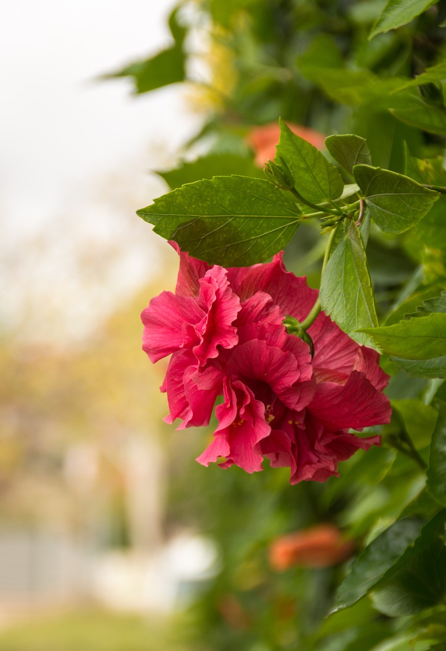 flower pink green free photo