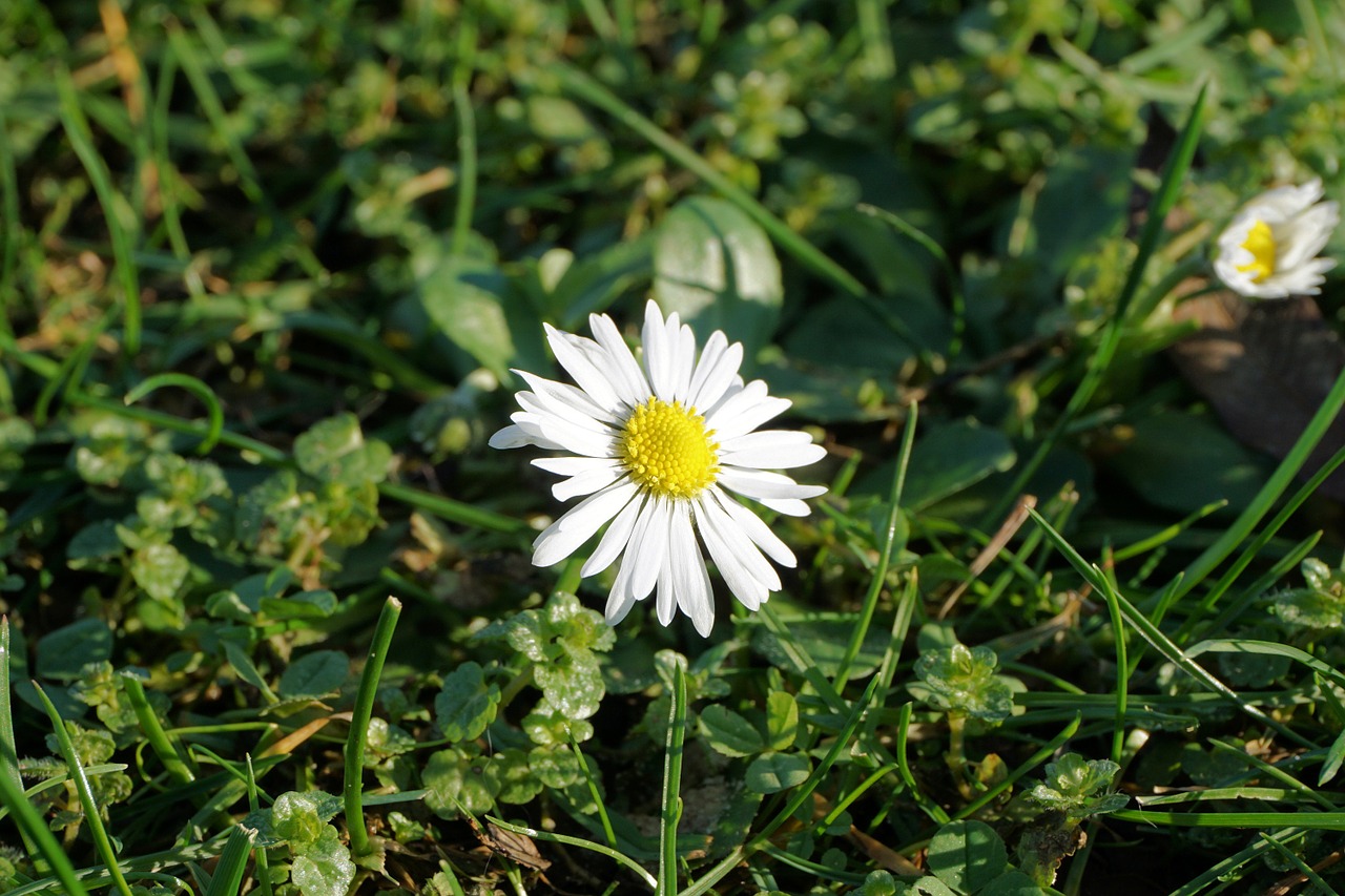 flower daisy white free photo