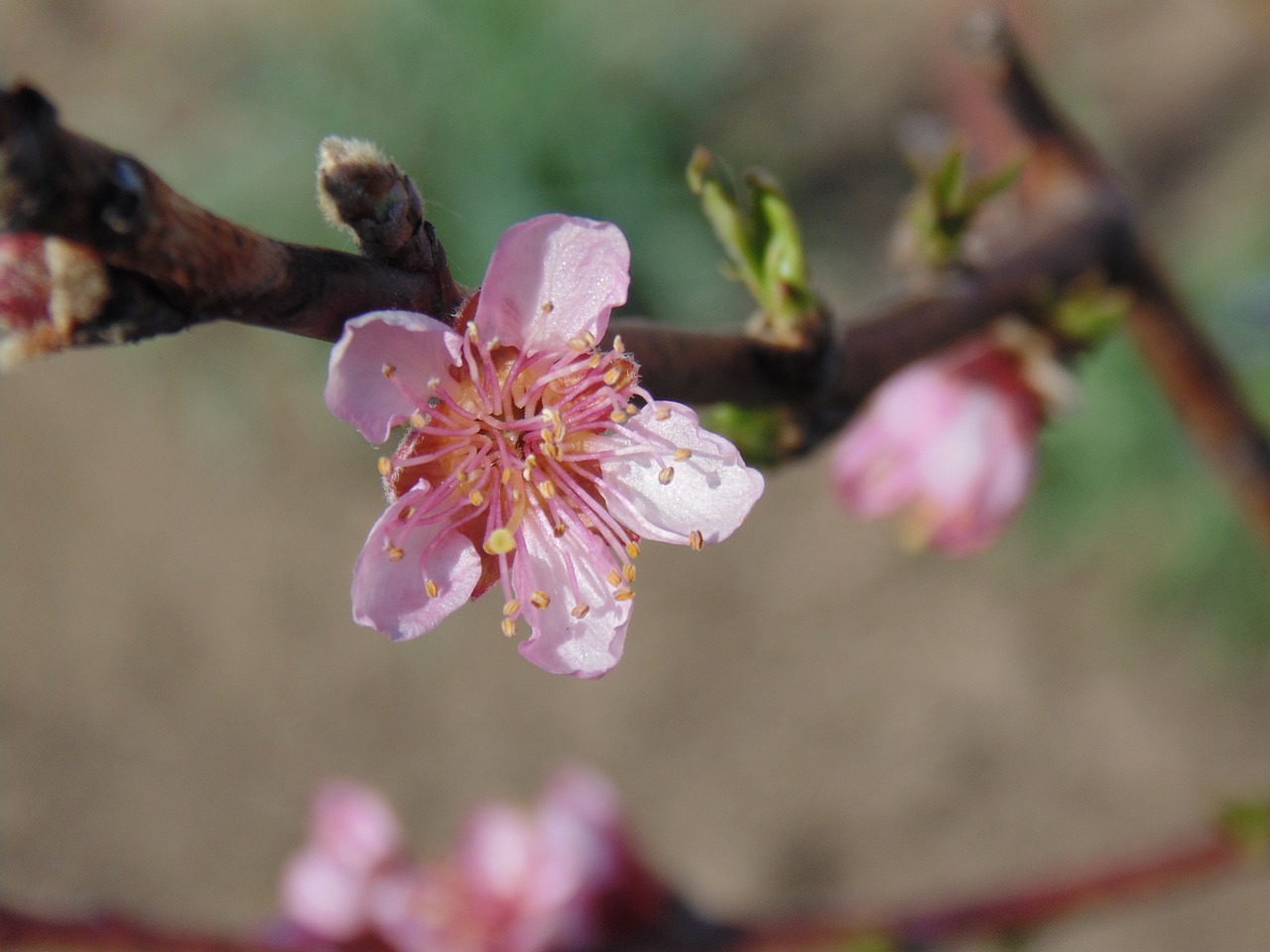 flower casey tree free photo