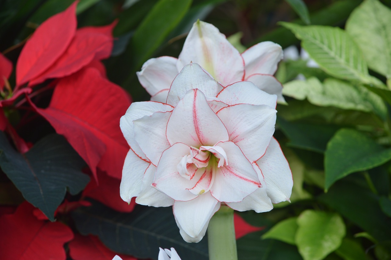 flower white leaves free photo