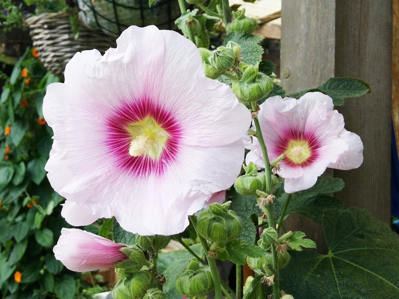 hibiscus flower flowers free photo