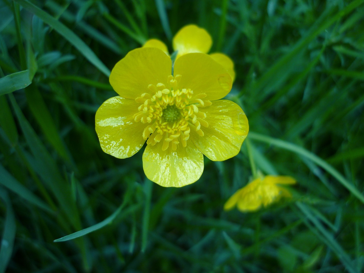 flower toxic yellow free photo