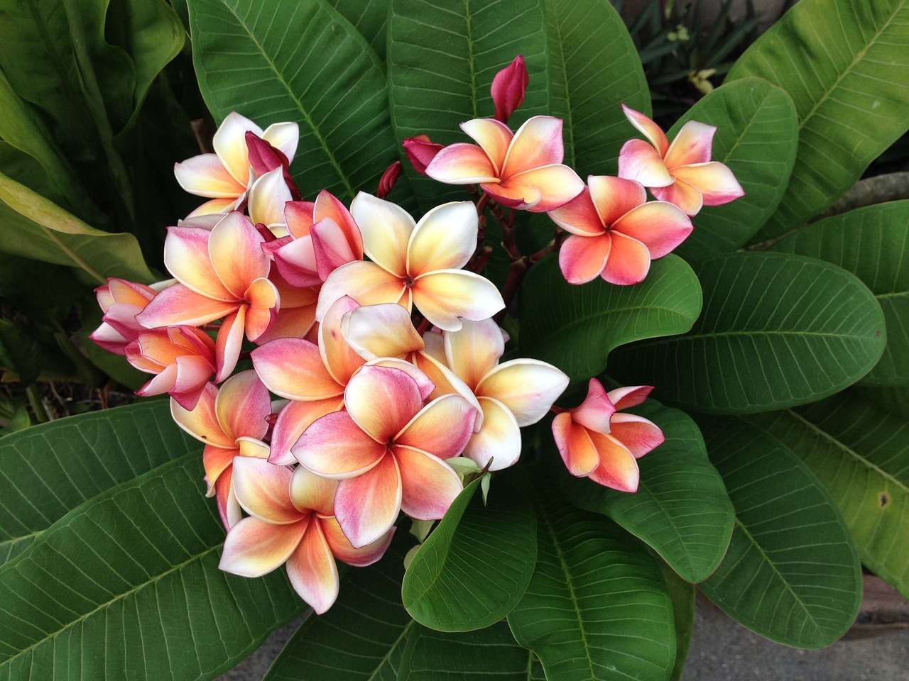 flower pink bouquet free photo