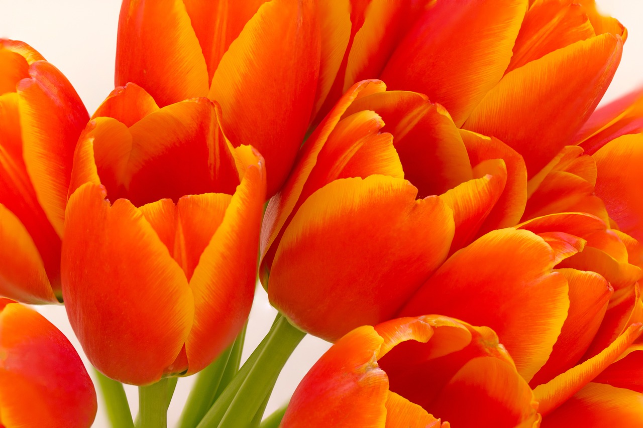 flower tulip orange free photo