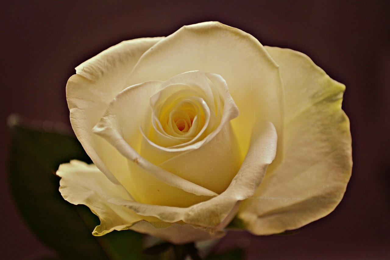 flower rose nature free photo