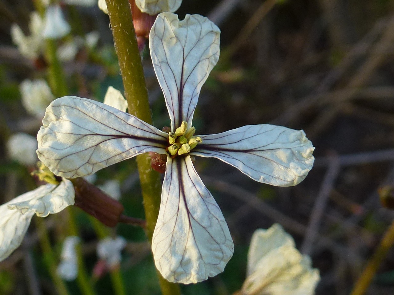 flower blossom bloom free photo