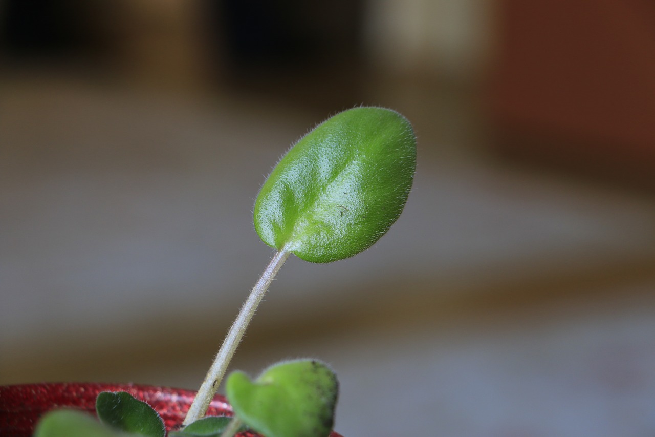 green field plant color free photo