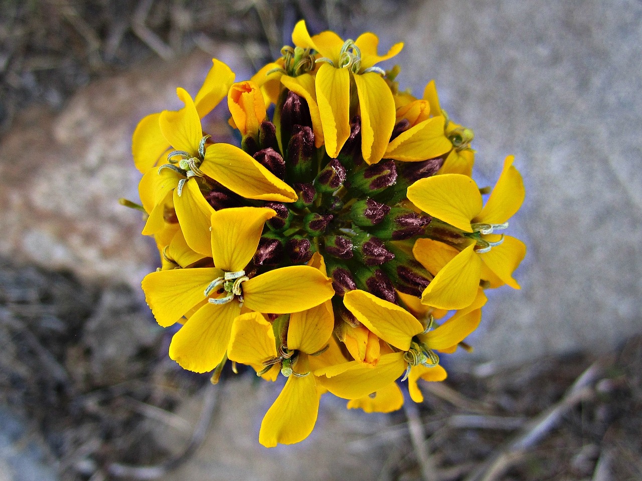 flower floral leafs free photo