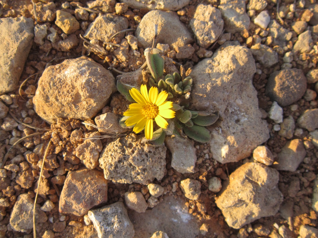 yellow flower small lonely free photo
