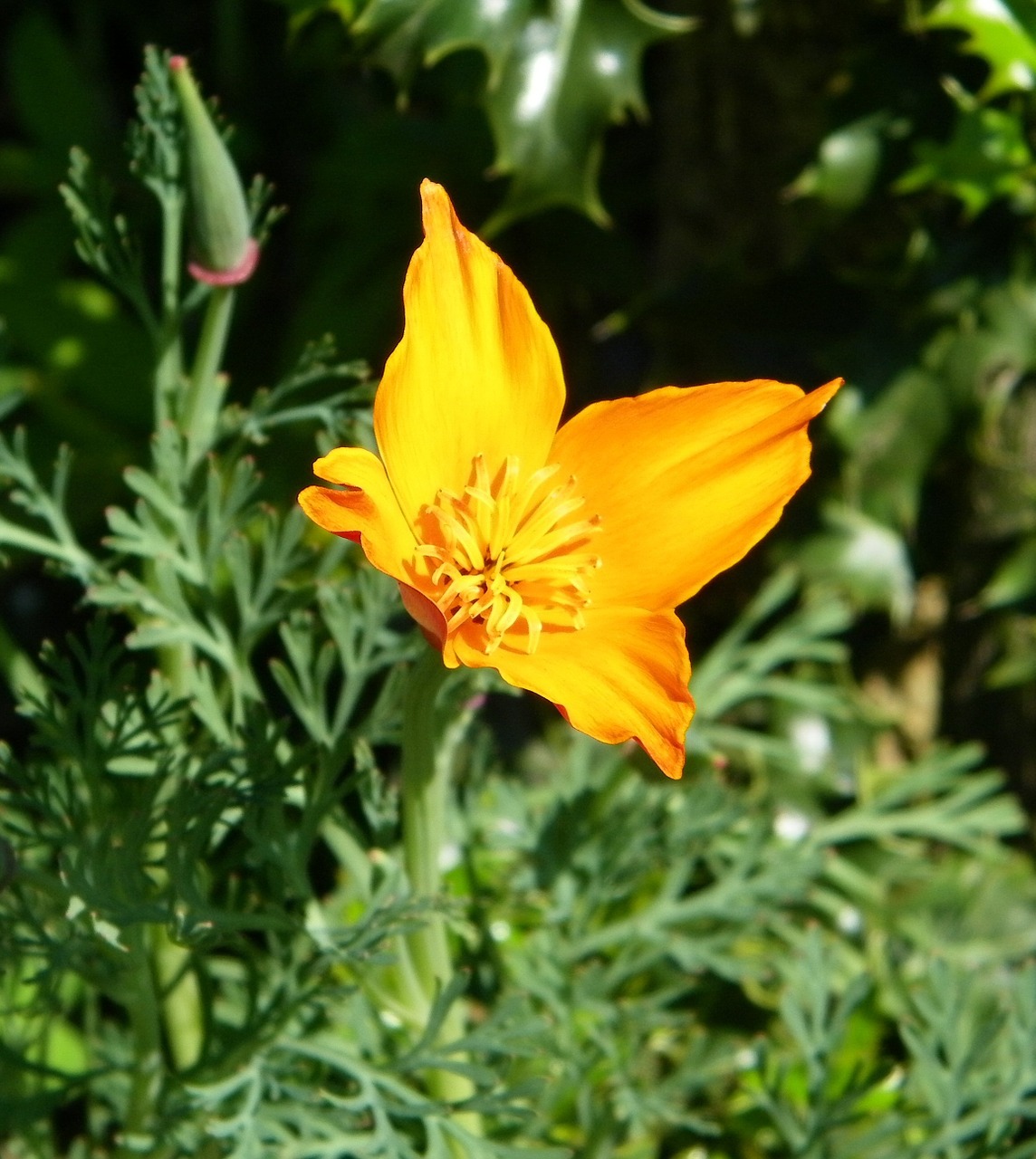 flower orange poppy free photo