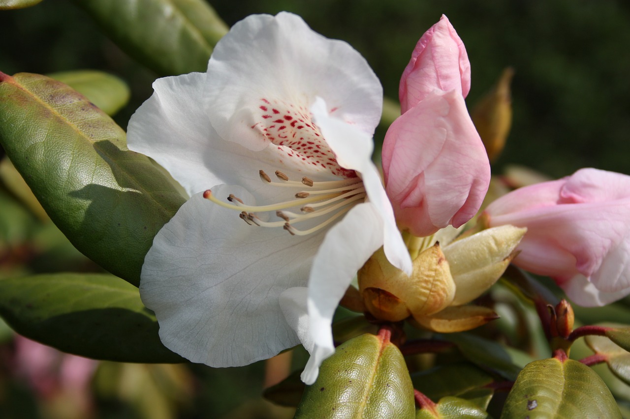 flower denmark spring free photo