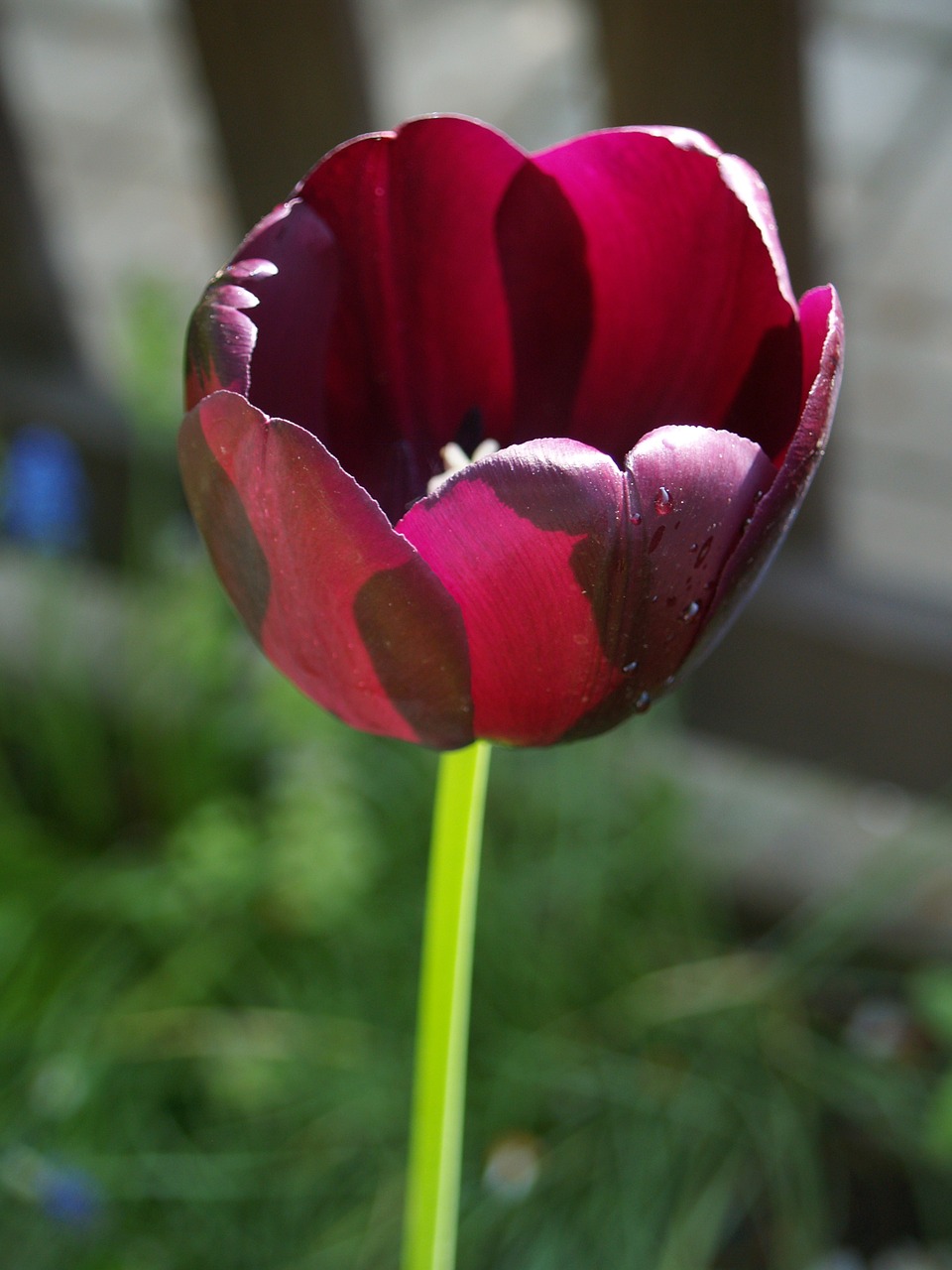 flower tulip petals free photo